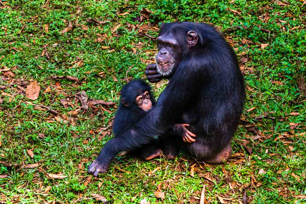 Wildlife pur: Chimpansenmutter mit ihrem Baby / © Foto: Georg Berg