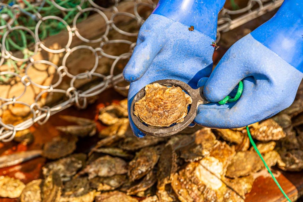 Mit einem Austernring wird die Größe der wilden Auster geprüft. Zu kleine Austern werden zurück ins Meer gelegt / © Foto: Georg Berg