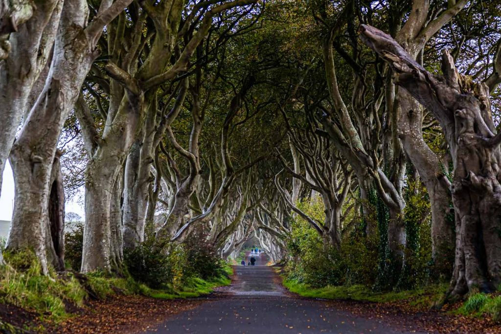 The Dark Hedges nahe Ballymoney, Nordirland. Drehort von Game of Thrones / © Foto: Georg Berg