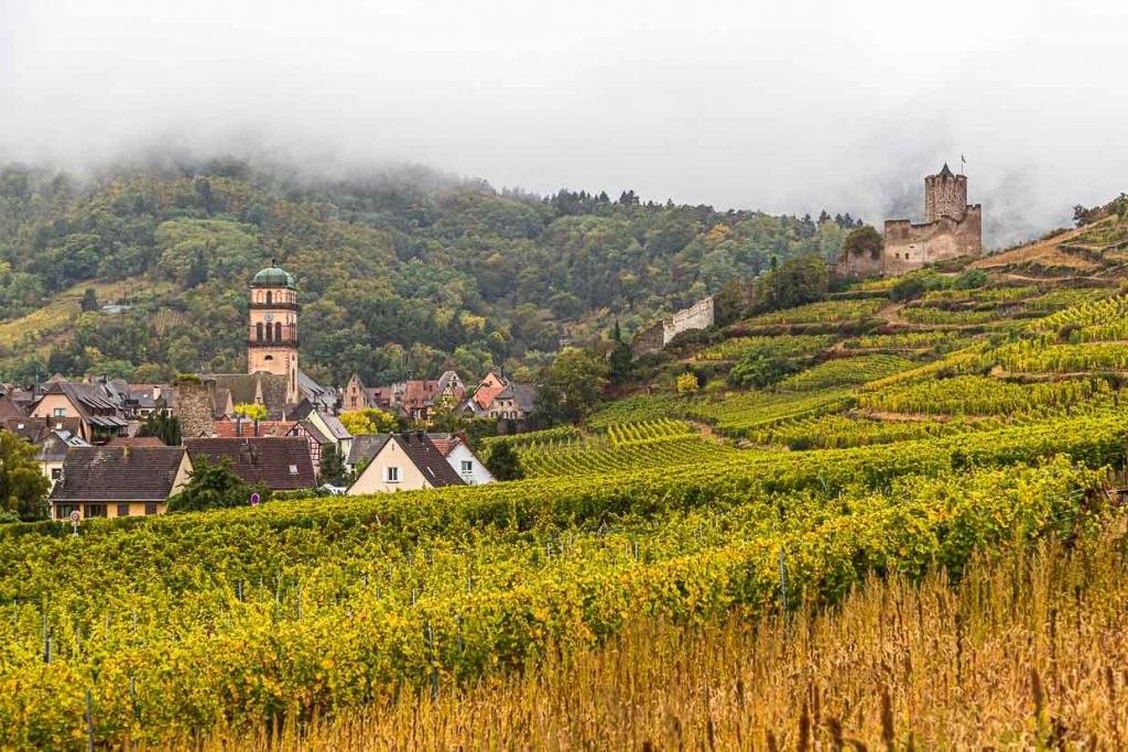 Weinberge und die Burg von Kaysersberg / © Foto: Georg Berg