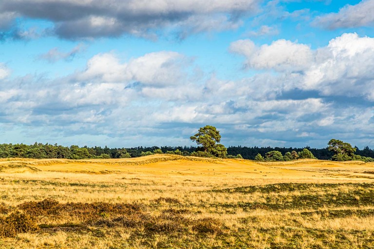 En el Parque Nacional de Hoge Veluwe: interminables extensiones e inteligentes carriles bici en un paisaje variado / © Foto: Georg Berg