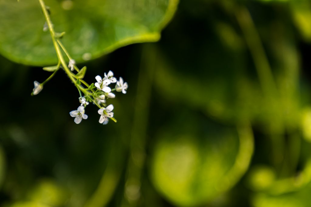 Wasabiblüten sind ein seltener Anblick. Sie sind ganz klein, verblühen schnell, haben aber ebenfalls Wasabi-Aroma und sind wie der Rest der Pflanze essbar / © Foto: Georg Berg