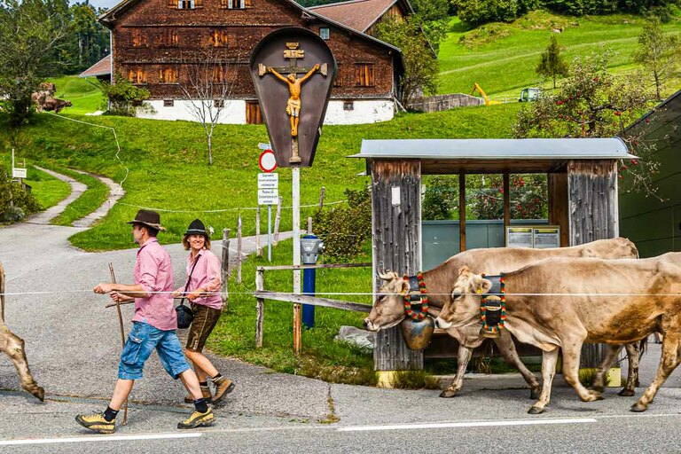 Alpabtrieb in Hittisau. Los jóvenes recogen el ganado de los pastos alpinos y se condecora a la vaca más bella. La marquesina de esta foto no gana ningún premio de belleza, pero en el municipio vecino de Krumbach hay paradas de autobús con una arquitectura de primer orden. / © Fotografía: Georg Berg