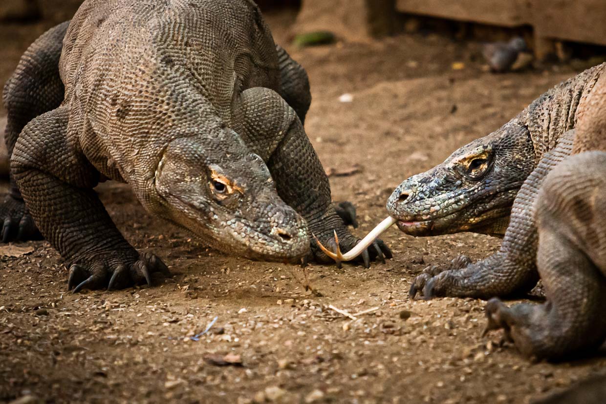 Los dragones de Komodo determinan su clasificación en una pelea / © Foto: Georg Berg