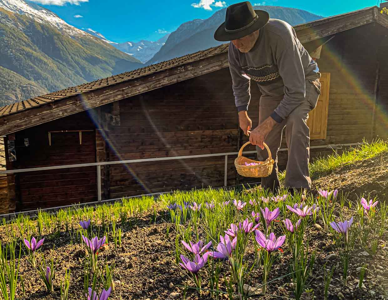 Cosecha del azafrán en Suiza / © Foto: Georg Berg