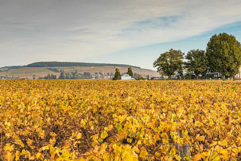 Montagne de Corton / © Fotografía: Georg Berg