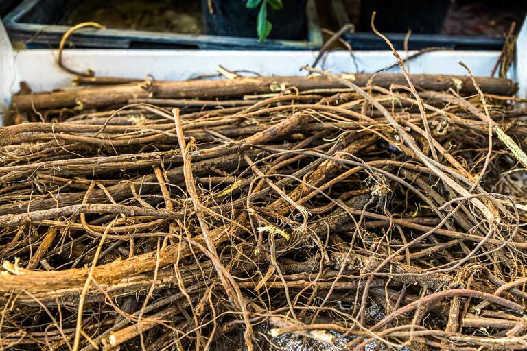 Maraña de raíces de regaliz. En la superficie, el regaliz también es una aparición peluda. En la Edad Media, el regaliz era muy importante para Bamberg e incluso formaba parte del escudo de la ciudad / © Foto: Georg Berg