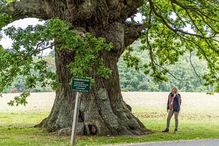 El roble tiene más de 500 años. Toma su nombre del poeta Ambrosius Stub, a quien le gustaba sentarse a escribir poesía en su tronco. Svendborg, Dinamarca / © Fotografía: Georg Berg
