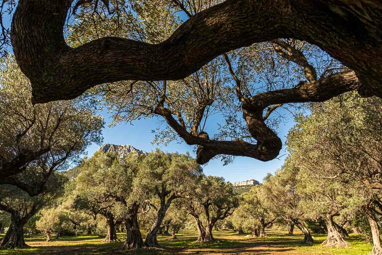 Arboleda de olivos viejos "L'Oliveraie de La Farlède". Al abrigo de la montaña del Mont Coudon, estos árboles pudieron sobrevivir a las durísimas heladas de febrero de 1956 / © Foto: Georg Berg