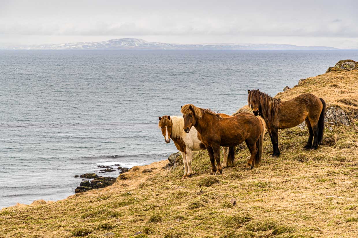 Los ponis islandeses deben llamarse caballo en Islandia / © Foto: Georg Berg