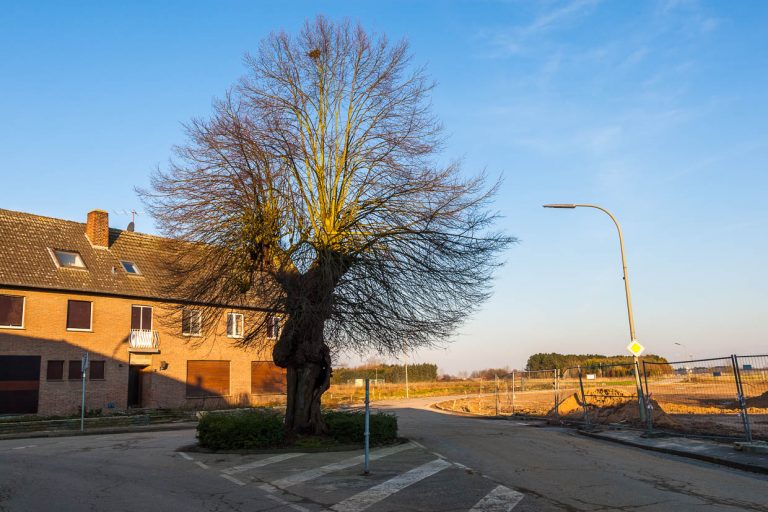 Lengeboom / © Fotografía: Georg Berg