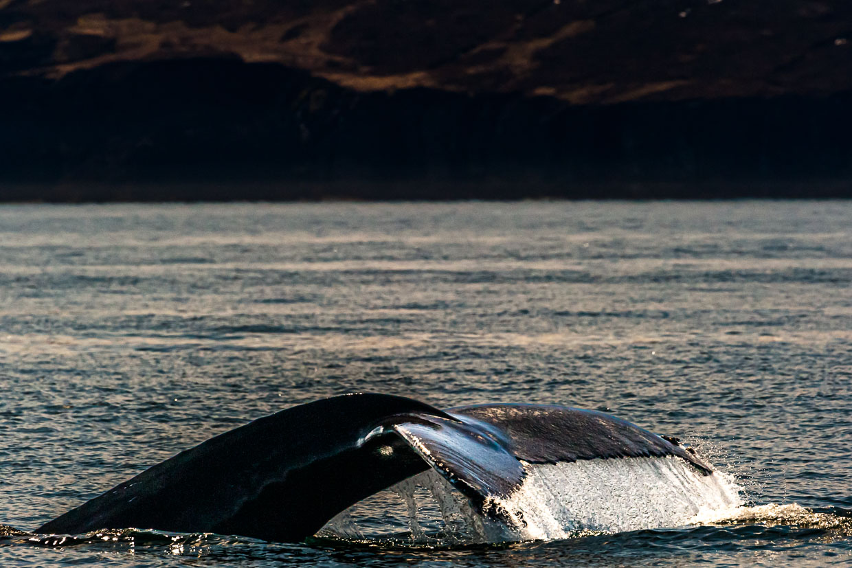Aleta caudal de una ballena jorobada. Numerosos barcos parten de Húsavík (Islandia) para avistar ballenas. Lo más destacado es la aleta caudal cuando los grandes mamíferos se zambullen / © Foto: Georg Berg