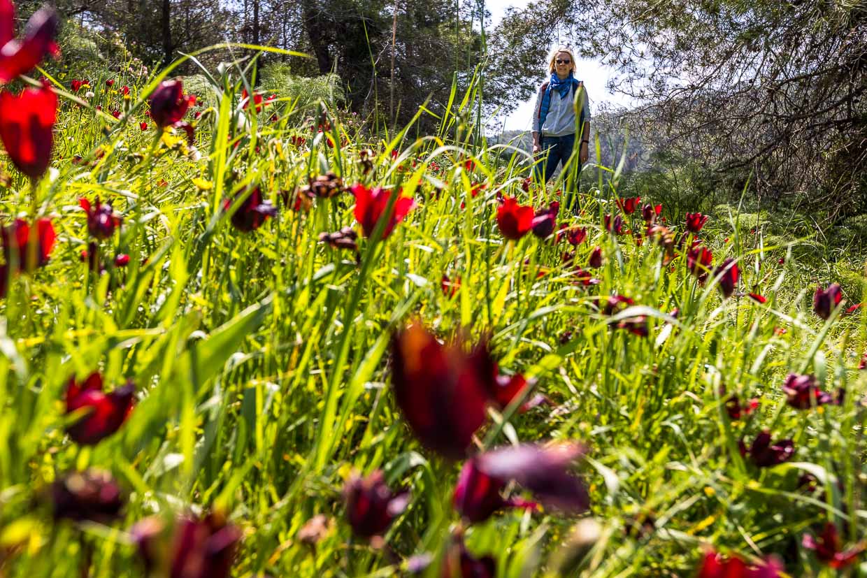 Sólo en los meses de marzo y abril y únicamente en Chipre florecen estos tulipanes / © Foto: Georg Berg