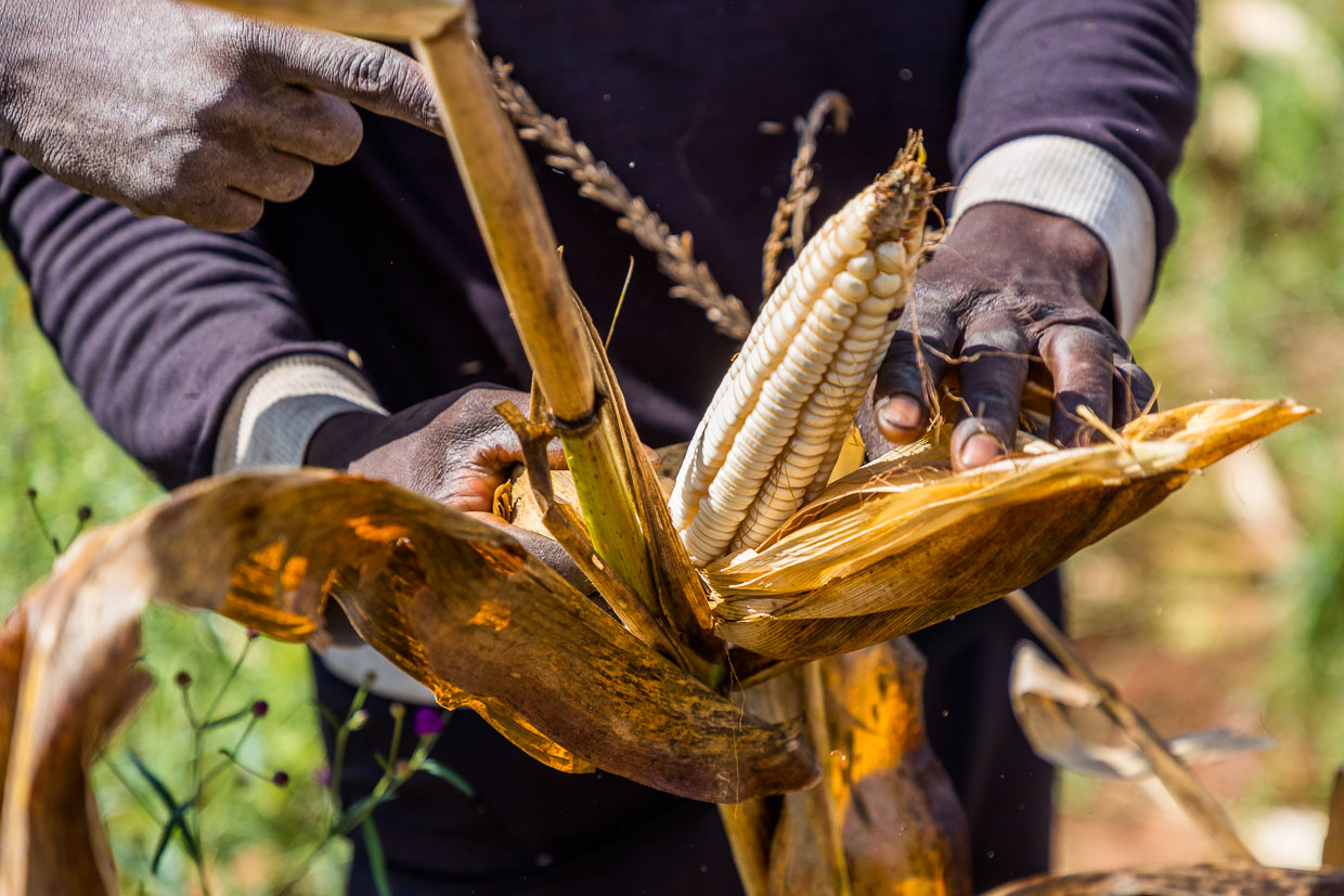 El maíz blanco se cosecha a mano. El maíz se muele para obtener harina de maíz, con la que se prepara el plato nacional Nzima / © Foto: Georg Berg