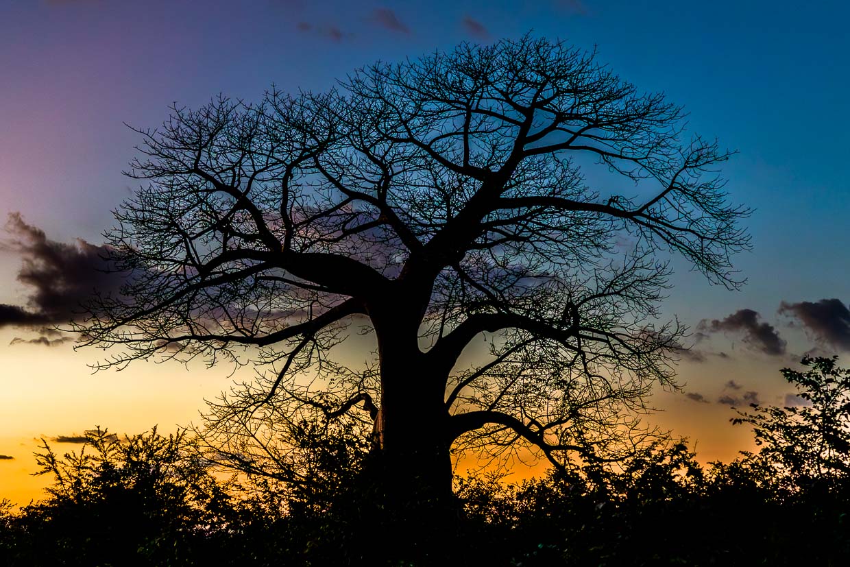 Baobab al atardecer / © Foto: Georg Berg