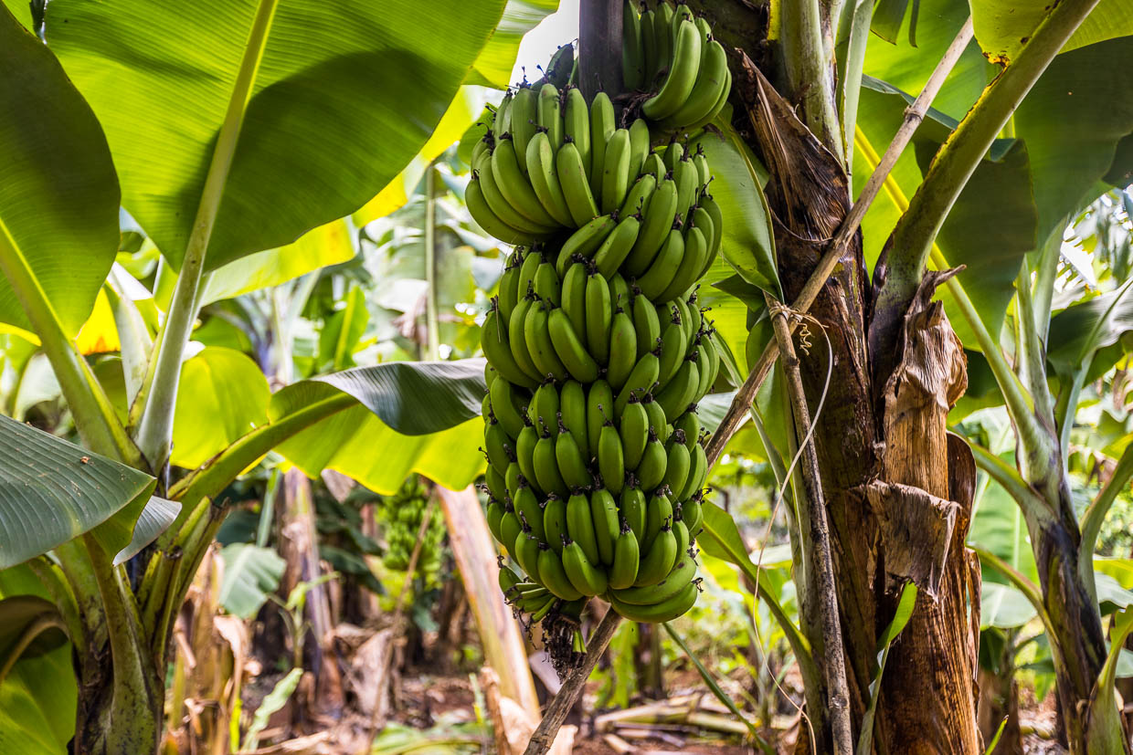 Plátanos de Malawi