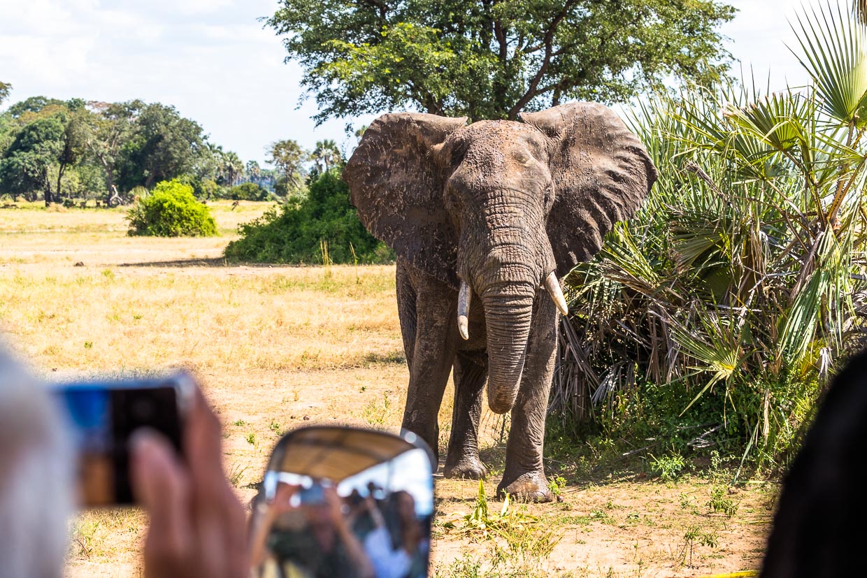 En el Parque Nacional de Liwonde se puede estar muy cerca de los animales. Aquí un joven elefante macho a pocos metros del vehículo de safari del Kutchire Lodge / © Foto: Georg Berg.