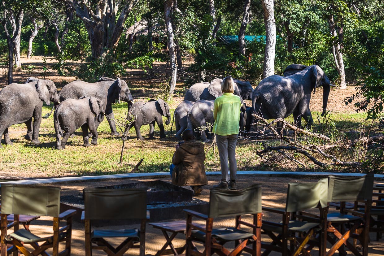 El abrevadero del Thawale Lodge, en la reserva de Majete Wildllife, es frecuentado por una manada de elefantes con crías / © Foto: Georg Berg
