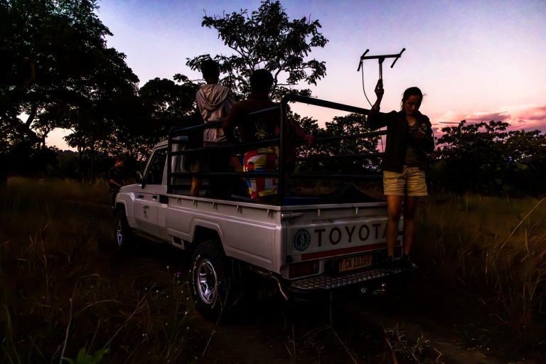 Con una antena, un voluntario encargado de la vigilancia en la Reserva de Fauna de Majete busca a la leona que va a recibir un nuevo collar de radio / © Foto: Georg Berg