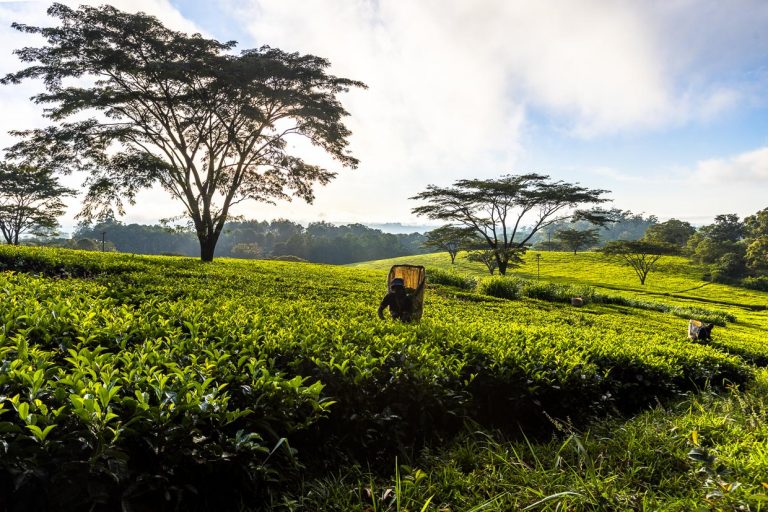 Ambiente matinal en Satemwa Estate, Thyolo. Recolectores de té con sus ollas para recoger hojas de té en plena faena / © Foto: Georg Berg
