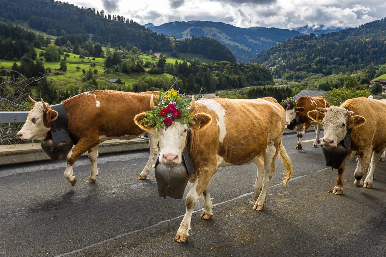 Procesión alpina en Plaffeien. Todos los años en otoño, el ganado es conducido en procesión de vuelta al pueblo después de veranear en los Alpes / © Foto: Georg Berg
