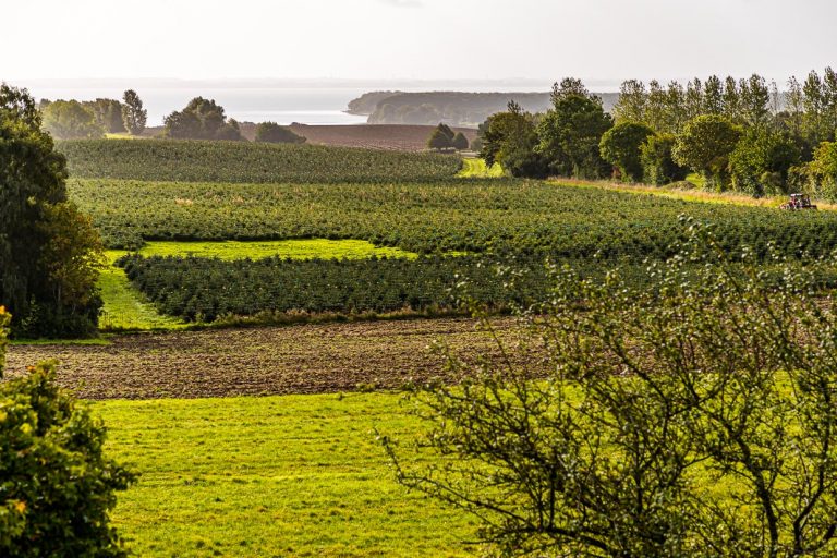 El mar nunca está lejos en Funen. Los viticultores también se benefician de ello, ya que el suelo en el que hoy se cultivan las vides es rico en minerales. Pero aquí se cultivan sobre todo árboles de Navidad / © Foto: Georg Berg