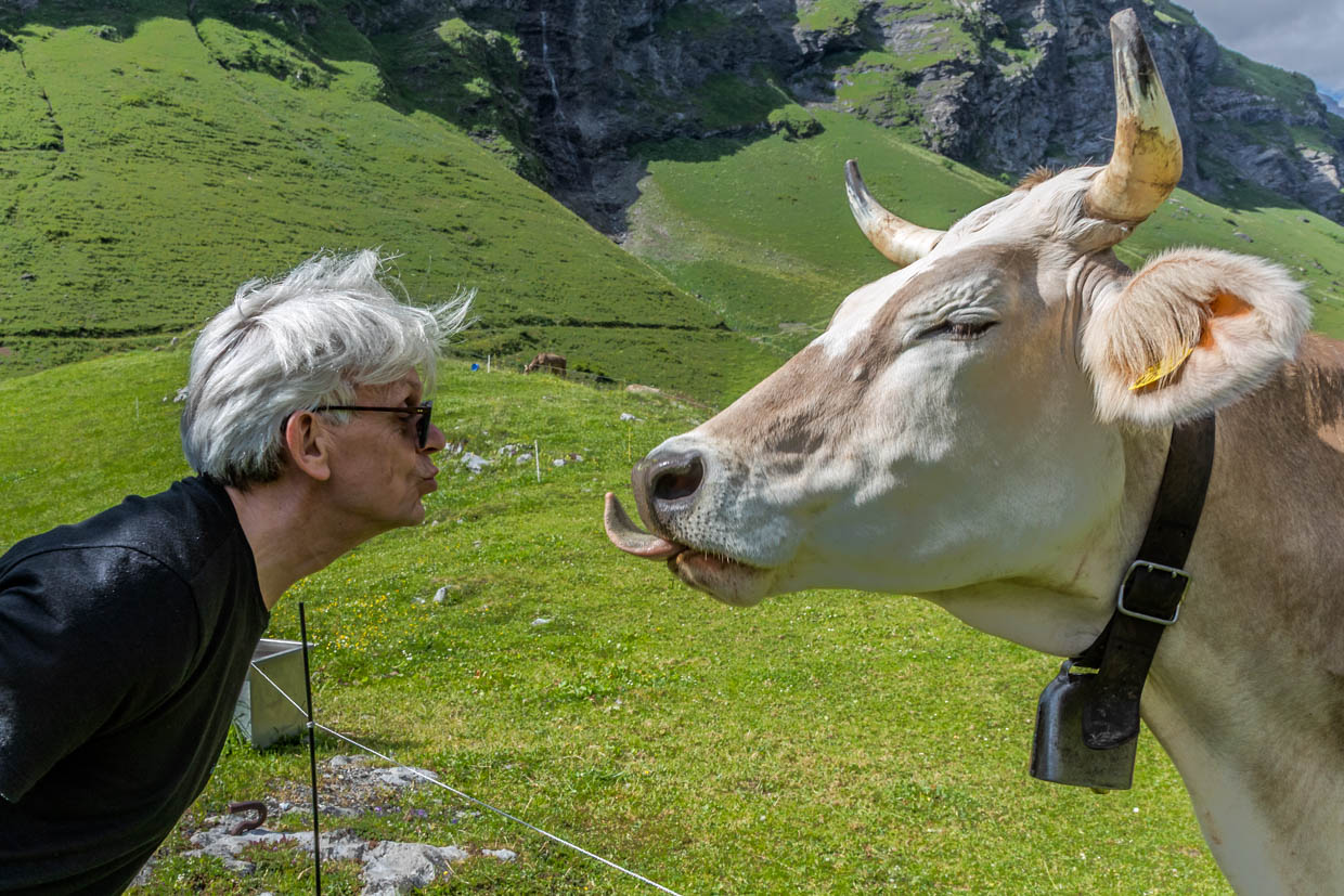 Mensch trifft Kuh - auf dem Weg zur 1.700 hoch gelegenen Hobielalm, Engelberg / © Foto: Georg Berg